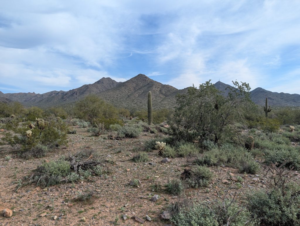A desert landscape with a stately Saguaro cactus and McDowell mountain in the distance.